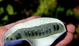 吃猫屎瓜的视频大全集,趣味横生的动物奇观揭秘