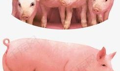 猪吃瓜的素材视频,猪吃瓜的趣味瞬间