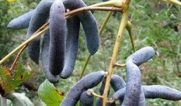 吃猫屎瓜的视频大全集,趣味横生的动物奇观揭秘