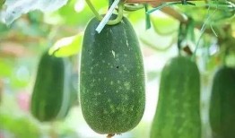 矮瓜适合哪些人吃呢视频,营养丰富的蔬菜，适合哪些人群享用？