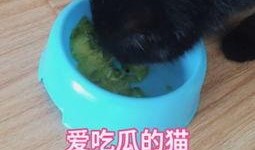 丁香猫吃瓜视频,揭秘娱乐圈幕后故事
