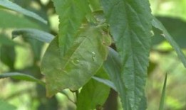 黄守瓜吃叶子视频播放