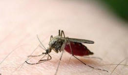 吃瓜吃到巨大蚊子原视频,惊悚一幕！吃瓜群众意外捕获巨型蚊子