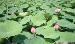 小西湖吃瓜视频,揭秘网红美食背后的故事