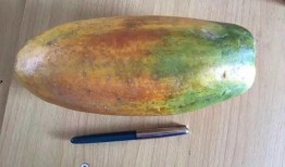 吃树瓜视频,吃树瓜视频带你领略自然馈赠