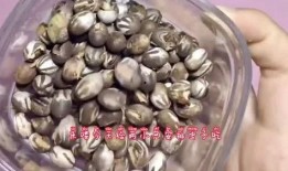 吃哈密瓜吃出虫的视频,一场意外的“虫虫大作战”