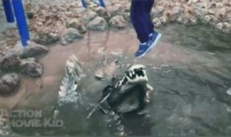 鳄鱼吃瓜的视频,瓜果盛宴成视觉盛宴