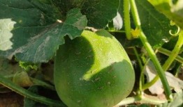 最新一期吃瓜视频,娱乐圈风云再起，明星幕后故事大曝光！