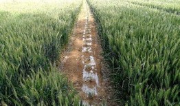 瓜快熟了有吃的吗视频,瓜快熟了，快来尝鲜！