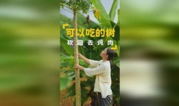 吃树瓜视频,吃树瓜视频带你领略自然馈赠