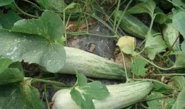 酥瓜要削皮吃吗图片视频,削皮与否大揭秘！