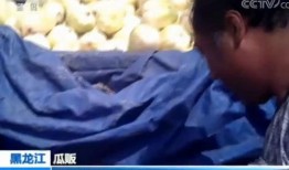 喝醉吃贝贝瓜原视频,揭秘喝醉吃贝贝瓜的趣味瞬间