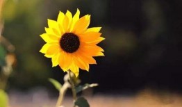 吃瓜博主向日葵视频在哪看,吃瓜博主向日葵视频观看攻略