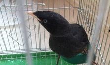 吃瓜少女八哥视频下载