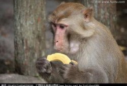 尼加拉瓜吃猴子视频,传统习俗引发争议