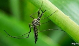 吃瓜吃到巨大蚊子原视频,惊悚一幕！吃瓜群众意外捕获巨型蚊子