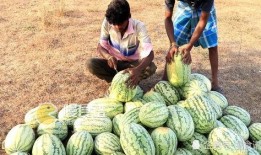 临夏康乐吃瓜视频播放,临夏美食之旅，一起感受瓜果飘香