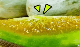 宝石瓜的籽可以吃吗视频