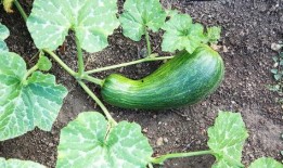 吃瓠瓜会不会中毒呀视频,揭秘安全食用指南