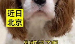 小狗吃瓜会生病吗视频,宠物饮食安全警示