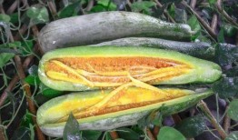 最近很火的网红吃瓜视频,揭秘娱乐圈幕后真相，带你领略网络红人的魅力