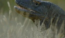 吃瓜蜥蜴视频解说,揭秘热门视频背后的趣味解说