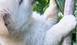 狗狗吃瓜 搞笑视频,萌宠搞笑视频来袭！