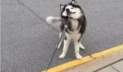 阿拉斯加吃瓜视频,揭秘极地萌宠的趣味生活