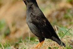 吃瓜少女八哥视频下载