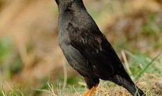 吃瓜少女八哥视频下载