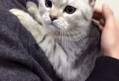 宠物吃瓜视频素材网站,萌宠欢乐时光大盘点