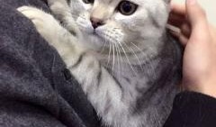 宠物吃瓜视频素材网站,萌宠欢乐时光大盘点