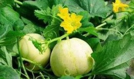 矮瓜适合哪些人吃呢视频,营养丰富的蔬菜，适合哪些人群享用？