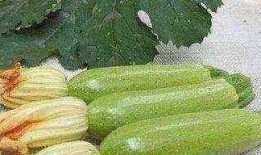 吃吊瓜对血压有好处吗视频,吃吊瓜对血压有益的真相