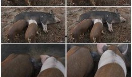 猪吃瓜的素材视频,猪吃瓜的趣味瞬间