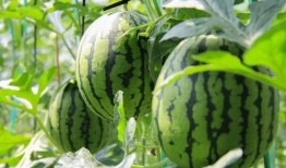 免费吃瓜叫卖视频大全,视频大全带你领略网络奇观