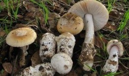 吃瓜爆料黑料蘑菇视频大全