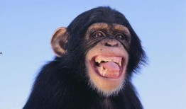 女的吃瓜像猿猴搞笑视频,女子吃瓜如猿猴，萌态十足引网友爆笑