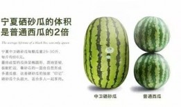 吃硒砂瓜的视频,一尝倾心，尽享夏日清新