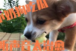 小狗吃瓜会生病吗视频,宠物饮食安全警示