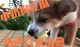 小狗吃瓜会生病吗视频,宠物饮食安全警示