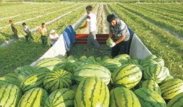 常宁八中吃瓜视频,揭秘校园生活趣事