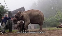 吃瓜小象的视频大全集