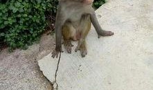 尼加拉瓜吃猴子视频,传统习俗引发争议