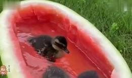 鸭鸭吃瓜视频,揭秘娱乐圈幕后故事