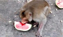 猴子吃大瓜的视频,趣味盎然的大瓜盛宴