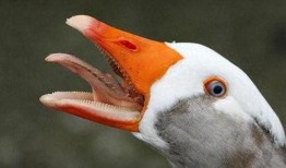 阿飞与大鹅吃瓜视频大全,趣味视频大盘点