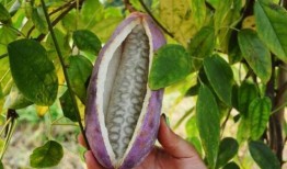 主播吃八月瓜视频下载,视频下载尽享田园风味