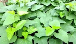 黄守瓜吃叶子视频播放