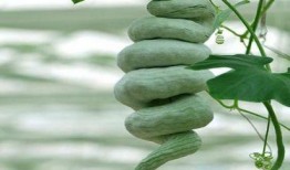 长蛇瓜怎样吃最好视频,视频教你如何烹饪长蛇瓜